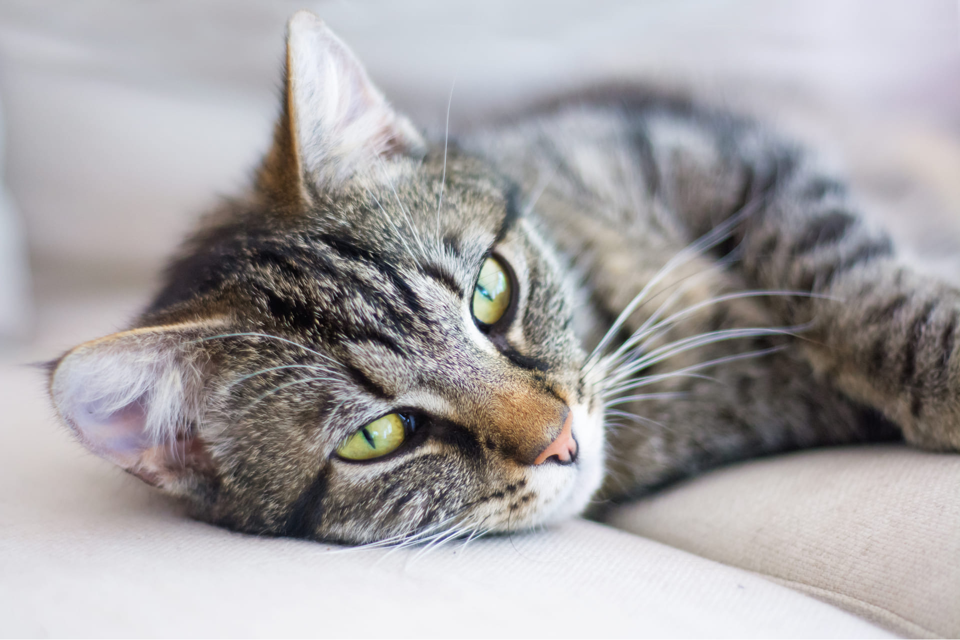 Katze atmet schwer: mögliche Ursachen für Atemprobleme